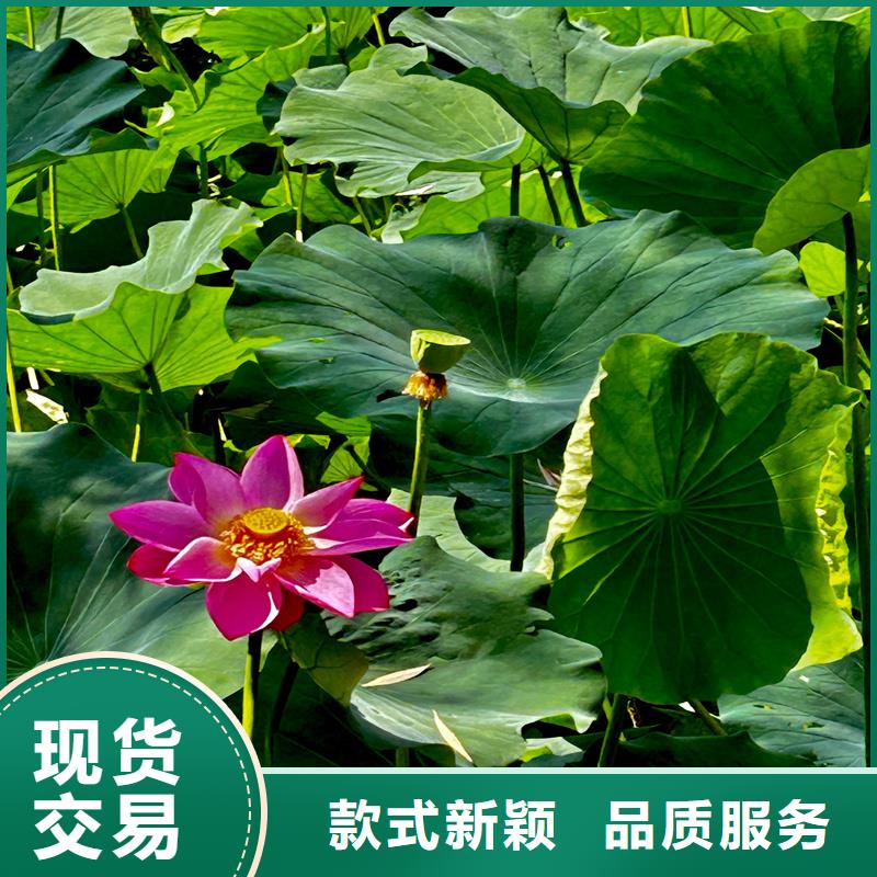 批發(fā)耐寒荷花苗的經(jīng)銷商