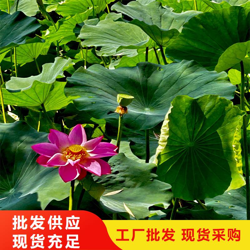 做大型荷花苗的廠家