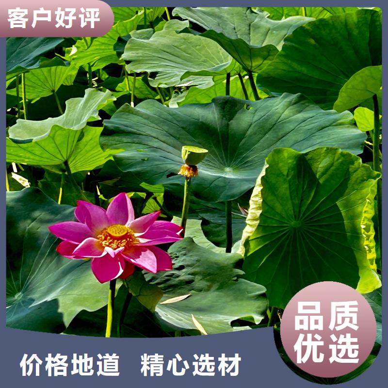 大型荷花苗量大從優(yōu)
