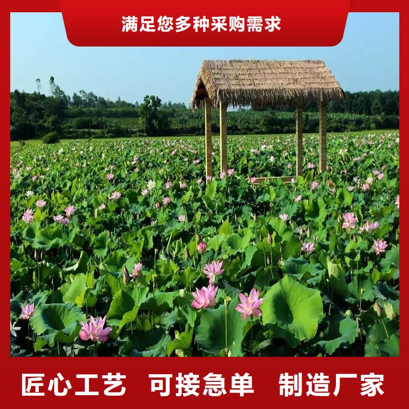 做大型荷花苗的廠家