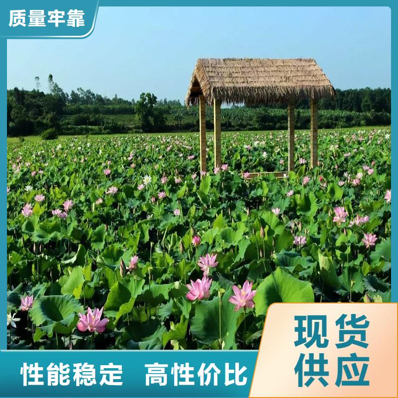 觀賞荷花廠家-點(diǎn)擊領(lǐng)取樣品