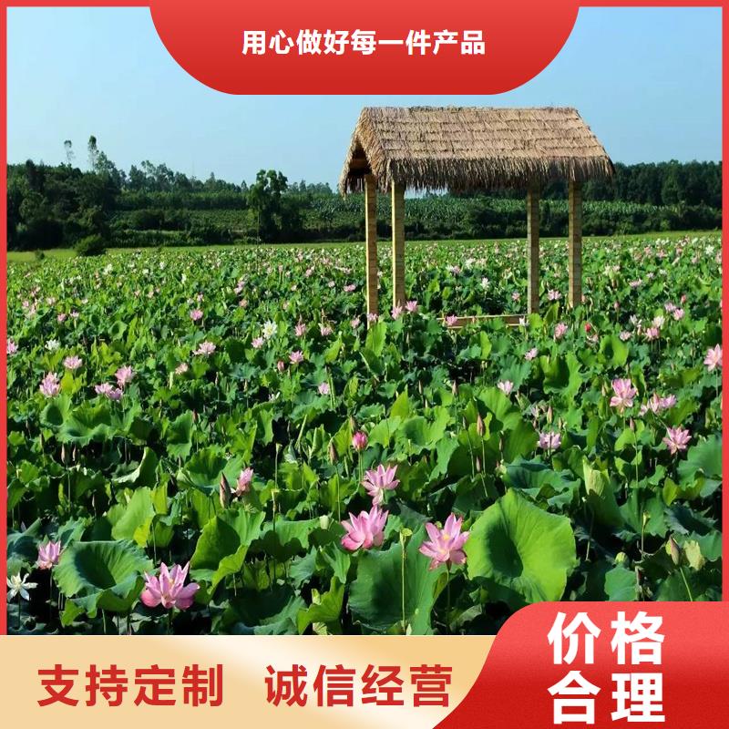 精品荷花苗定制批發(fā)
