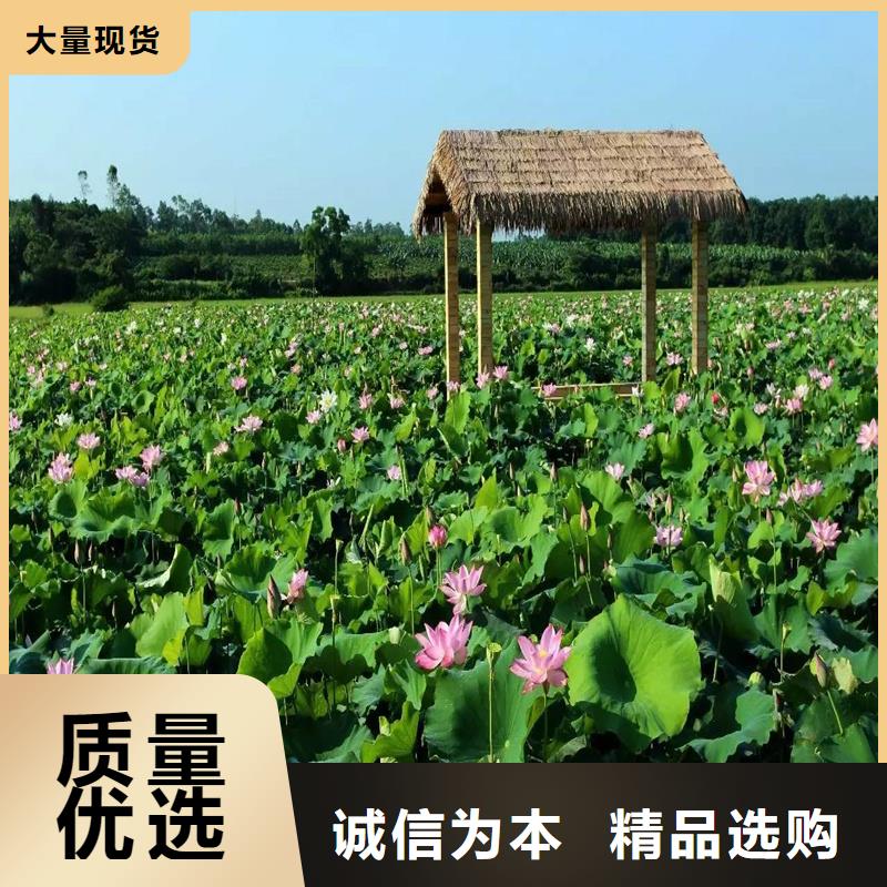 批發(fā)耐寒荷花苗的經(jīng)銷商