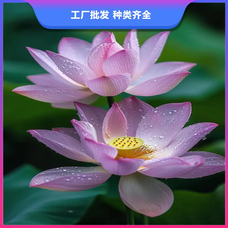 荷花大量供應(yīng)廠家