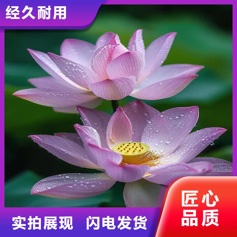 質(zhì)量?jī)?yōu)的精品荷花苗本地廠家