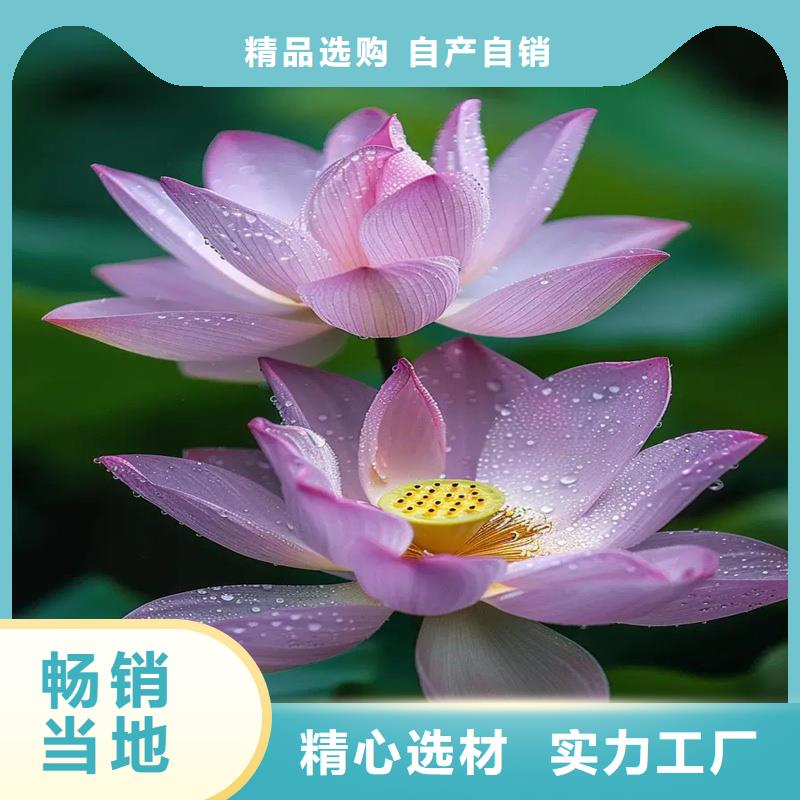 精品荷花苗定制批發(fā)