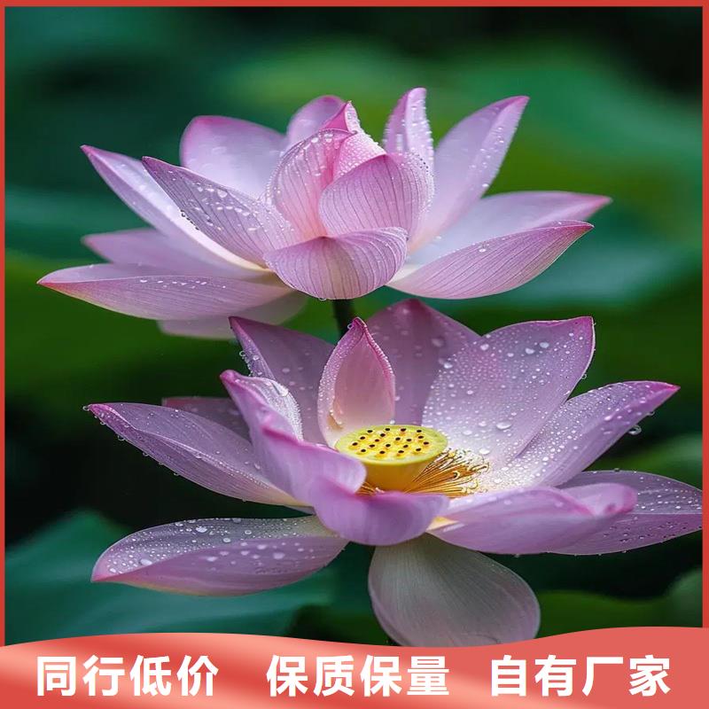 采購觀賞荷花必看-歡迎選購