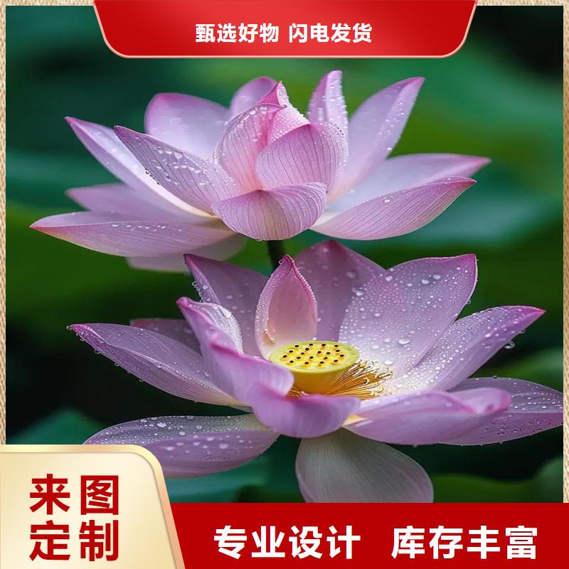 觀賞荷花廠家-點(diǎn)擊領(lǐng)取樣品