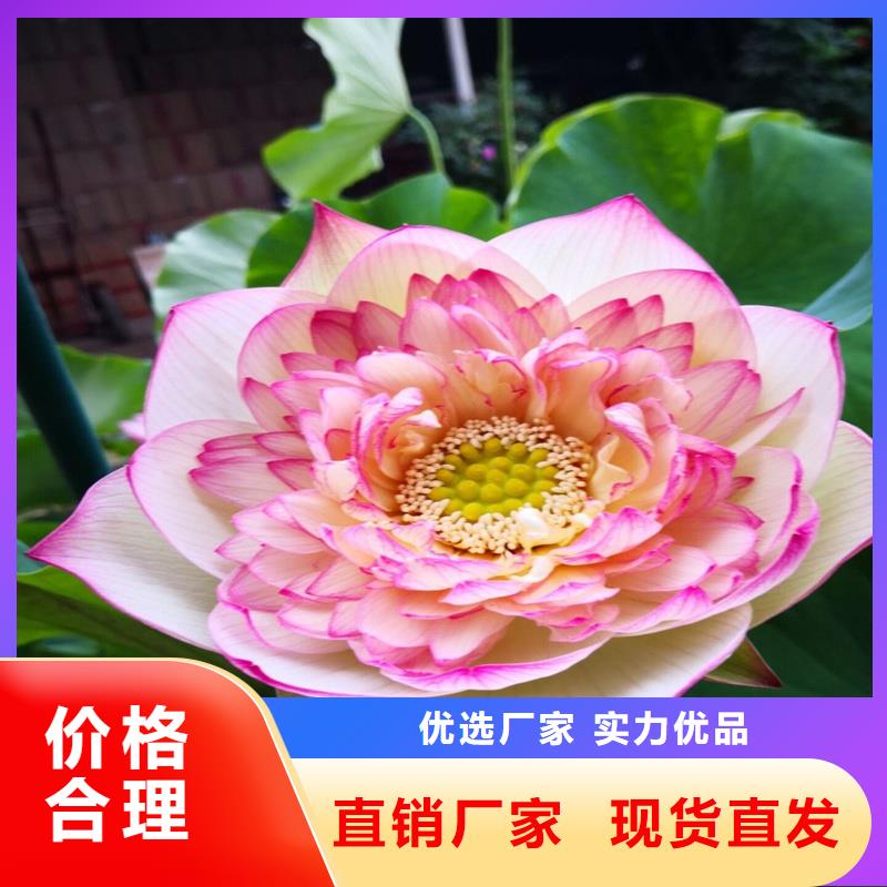 精品荷花苗定制批發(fā)
