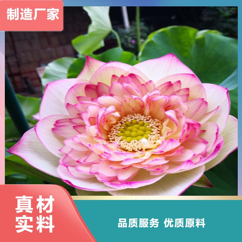 批發(fā)耐寒荷花苗的經(jīng)銷商