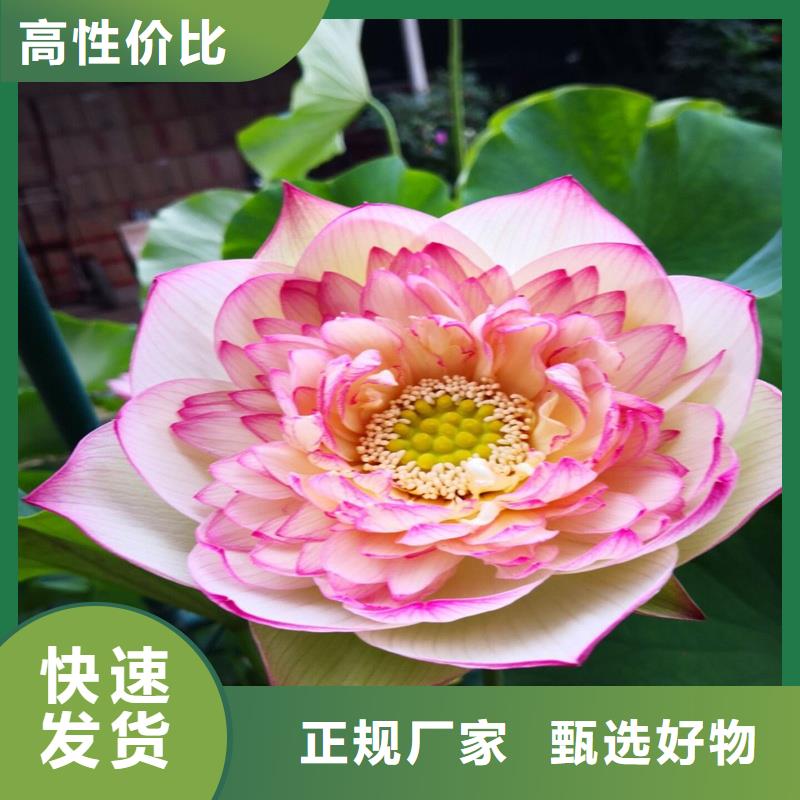 質(zhì)量?jī)?yōu)的精品荷花苗本地廠家