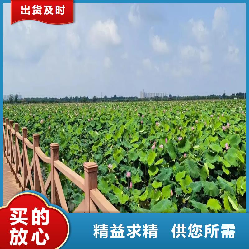 荷花大量供應(yīng)廠家