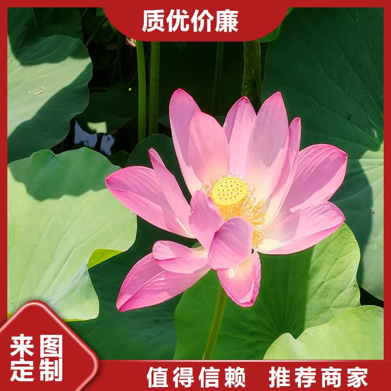 大型荷花苗量大從優(yōu)