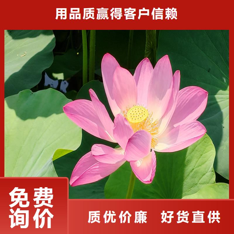 荷花大量供應(yīng)廠家