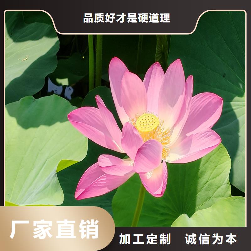 采購觀賞荷花必看-歡迎選購