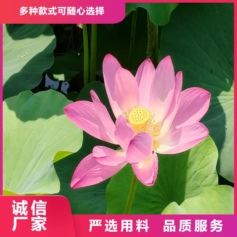 質(zhì)量?jī)?yōu)的精品荷花苗本地廠家