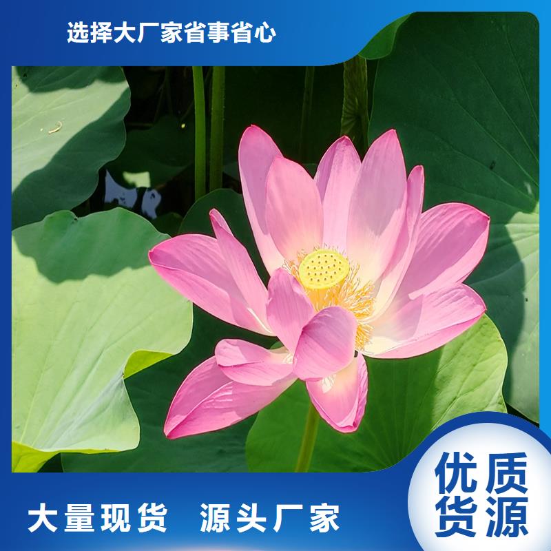 批發(fā)耐寒荷花苗的經(jīng)銷商