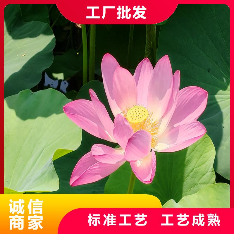 做大型荷花苗的廠家