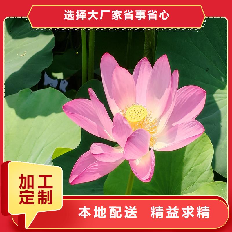 觀賞荷花廠家-點(diǎn)擊領(lǐng)取樣品