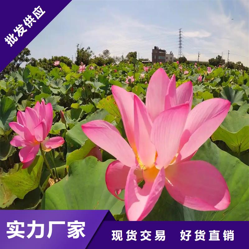 質(zhì)量?jī)?yōu)的精品荷花苗本地廠家