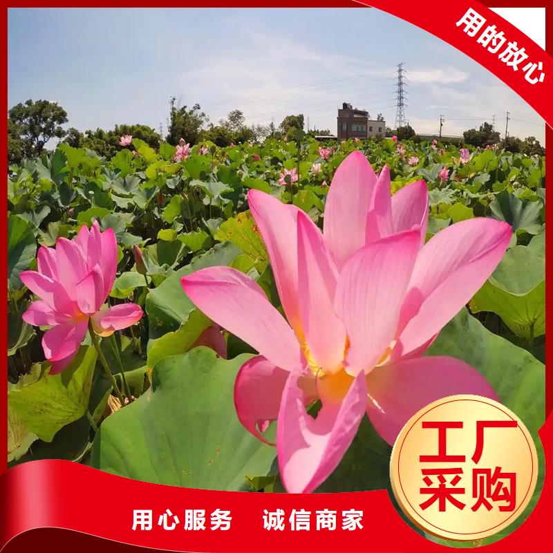 荷花大量供應(yīng)廠家