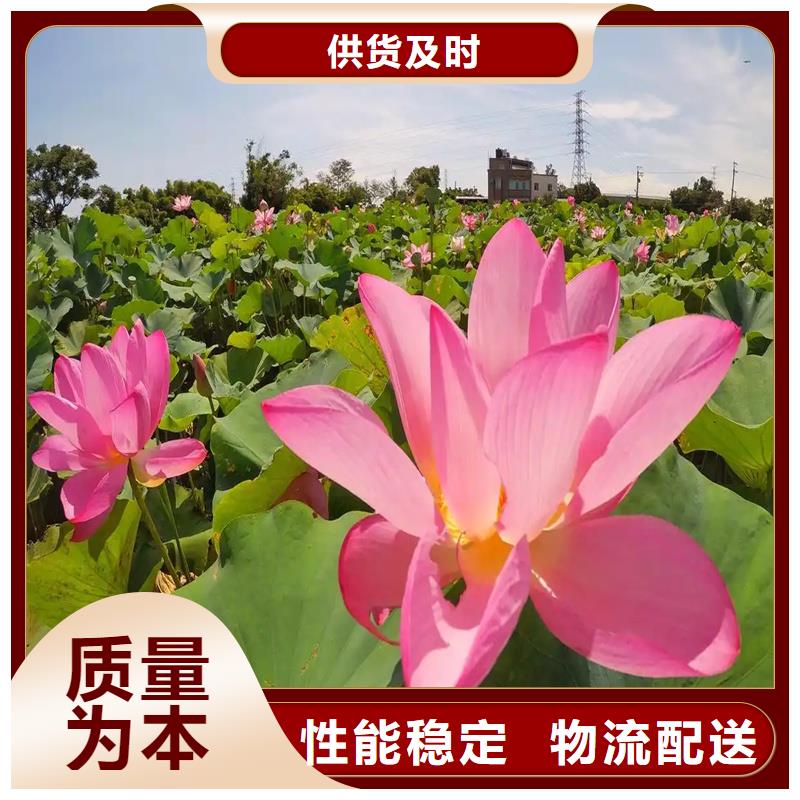 精品荷花苗定制批發(fā)