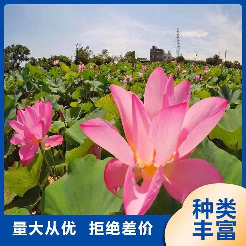 盆栽荷花實力工廠放心選購