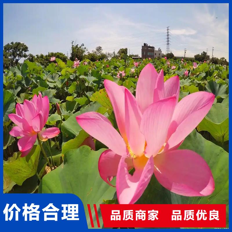 采購觀賞荷花必看-歡迎選購