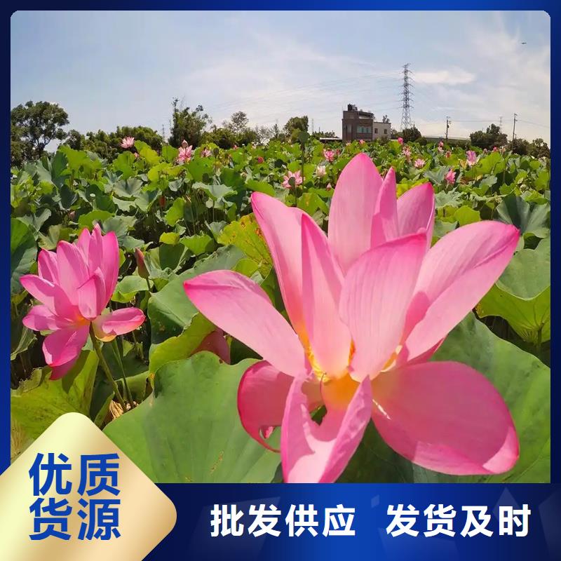 觀賞荷花廠家-點(diǎn)擊領(lǐng)取樣品