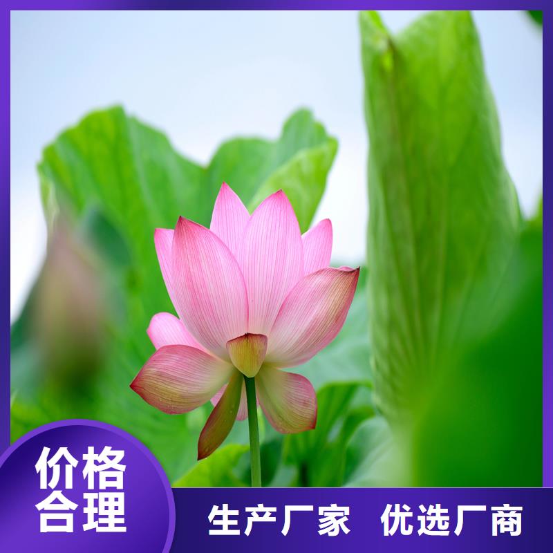 批發(fā)耐寒荷花苗的經(jīng)銷商