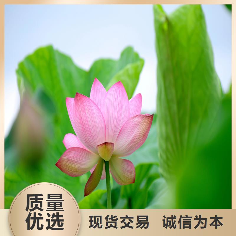 荷花大量供應(yīng)廠家