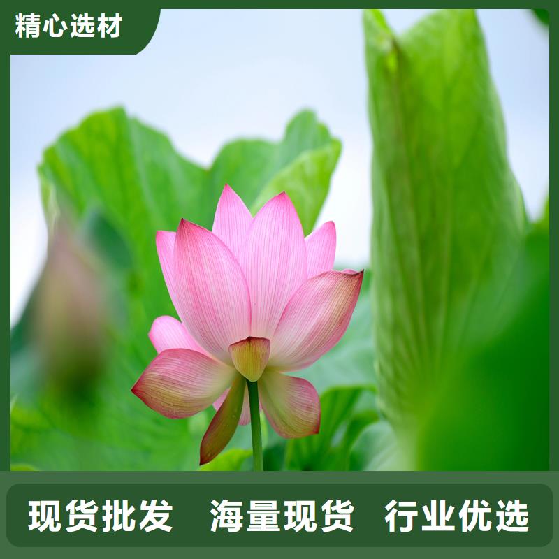 精品荷花苗定制批發(fā)