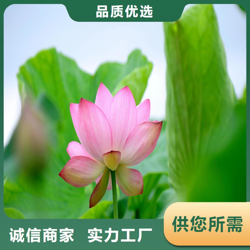 大型荷花苗量大從優(yōu)