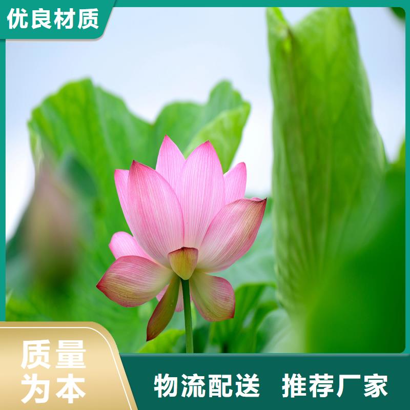 大型荷花苗廠家發(fā)貨迅速