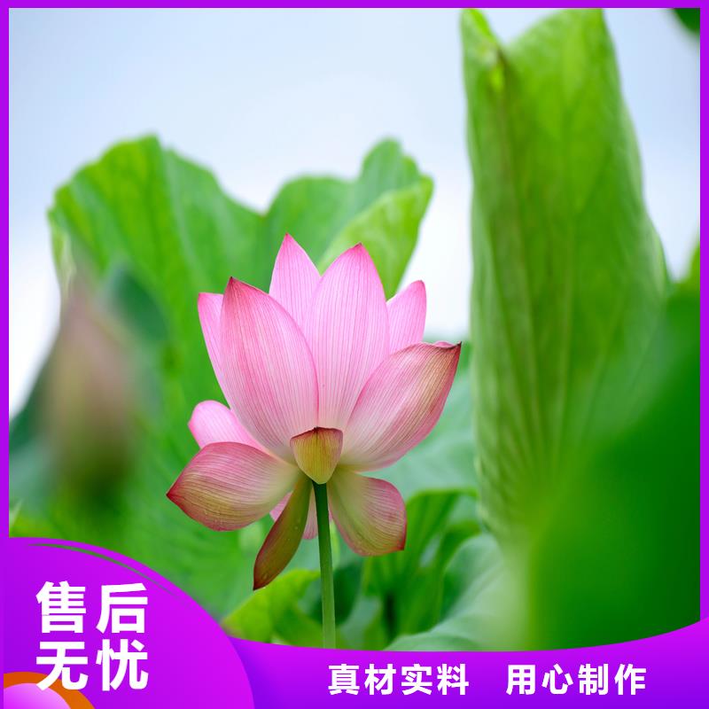 可定制的大型荷花實(shí)體廠家