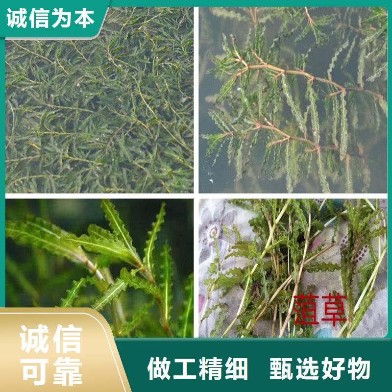 黑藻產(chǎn)地貨源