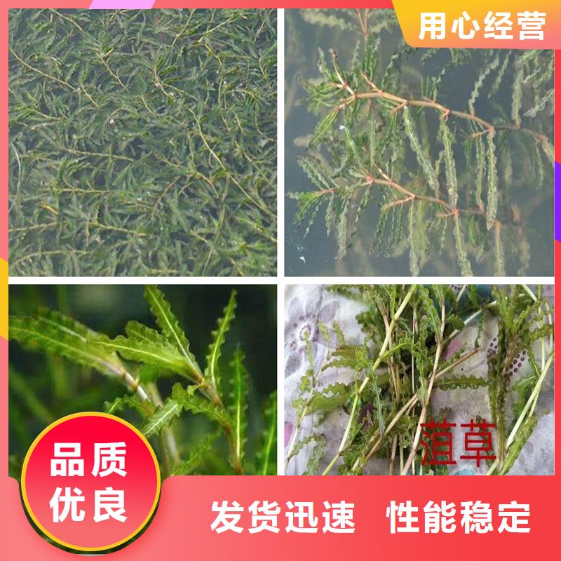 專業(yè)生產(chǎn)制造沉水植物的廠家