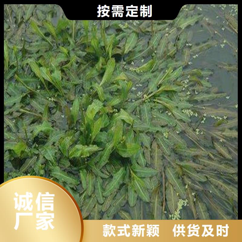 馬來眼子菜生產(chǎn)