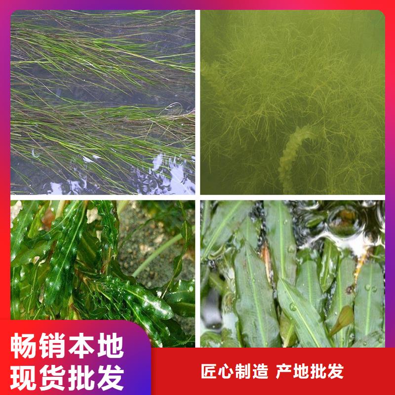 優(yōu)選:沉水植物廠家