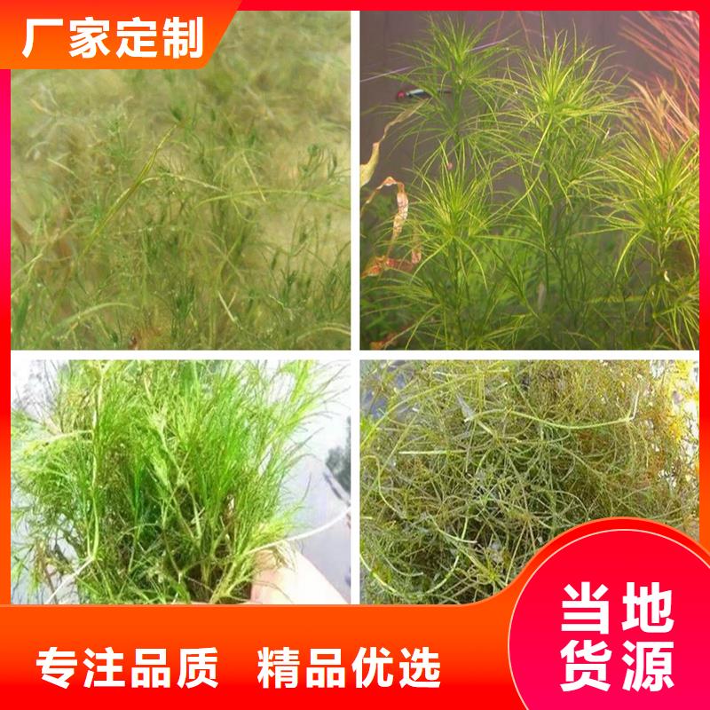 馬來眼子菜生產(chǎn)