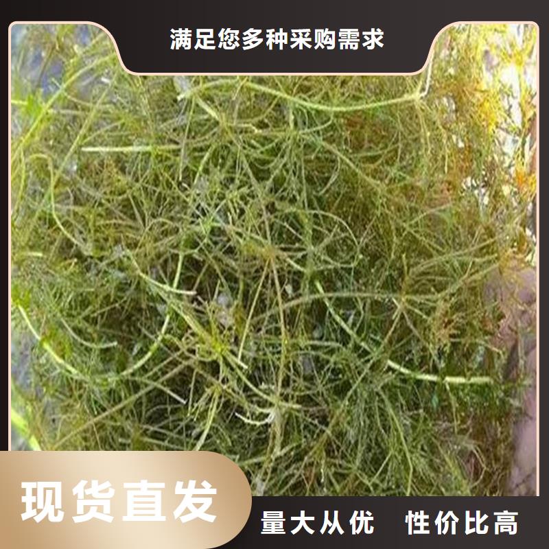 水生植物介紹