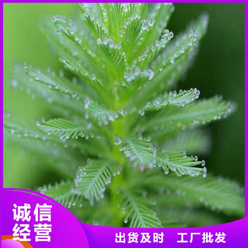 優(yōu)選:沉水植物廠家