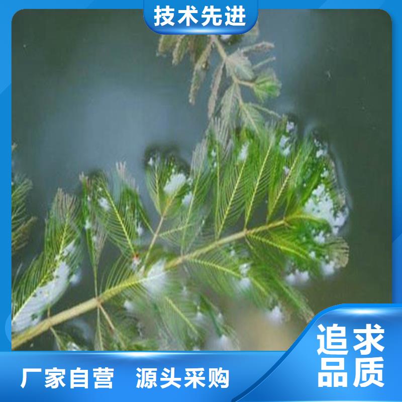 竹葉眼子菜-竹葉眼子菜質(zhì)量好