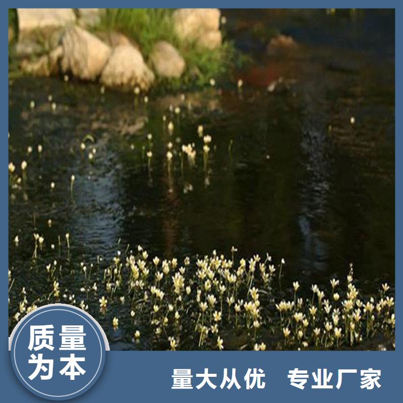 黑藻產(chǎn)地貨源