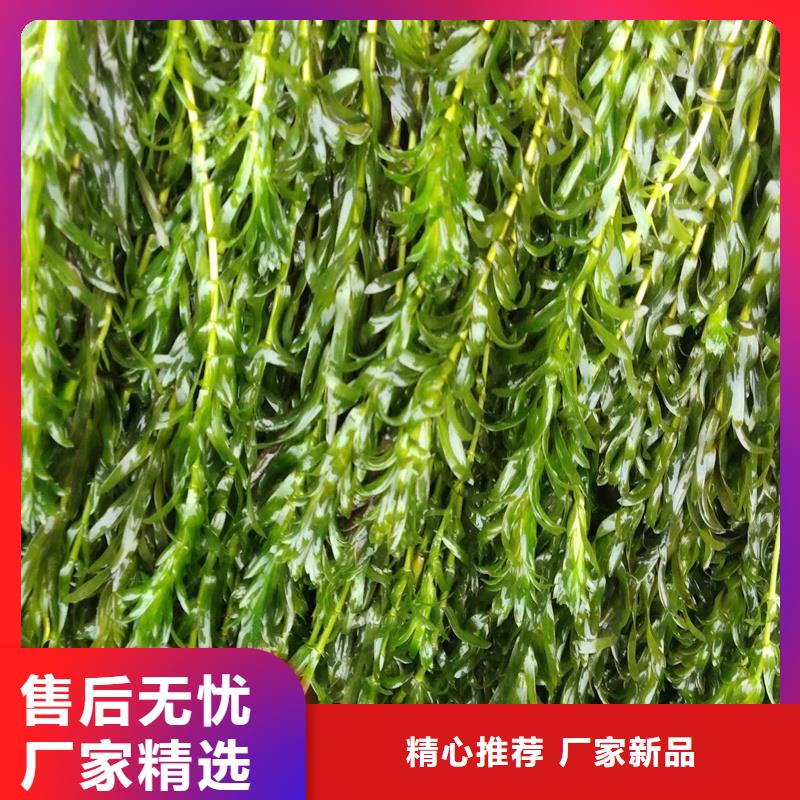 龍須眼子菜價格公道