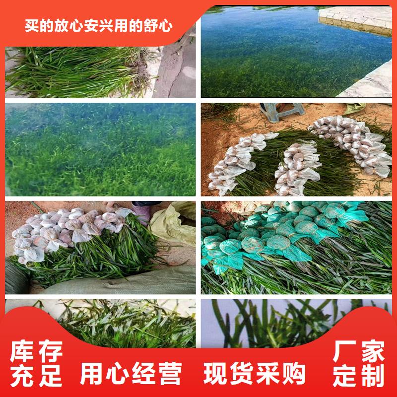 #眼子菜#實力廠家