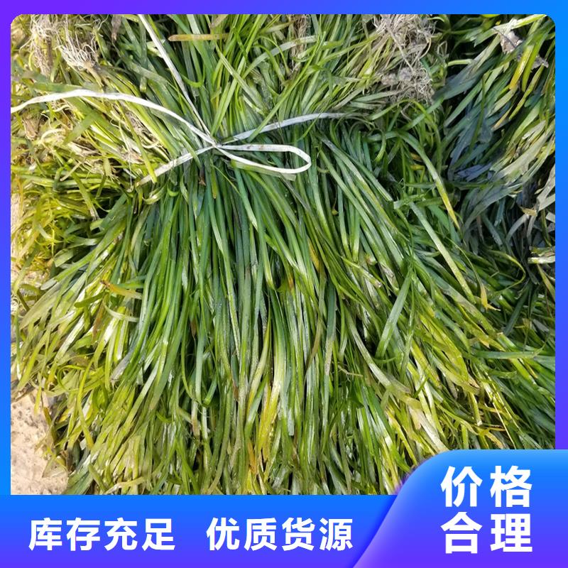 伊樂藻質(zhì)量過硬