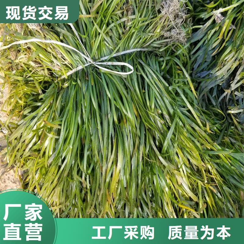 優(yōu)選:沉水植物廠家