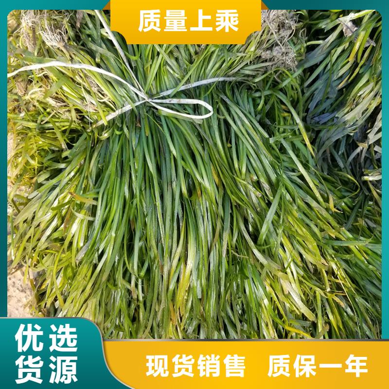 專業(yè)銷售沉水植物-全國配送