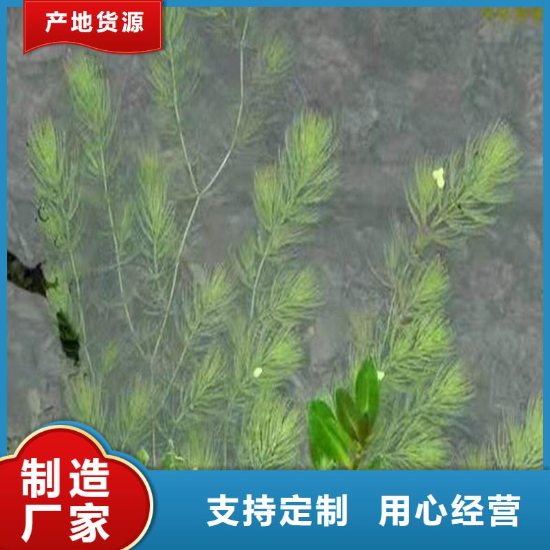 性價比高的金魚藻生產(chǎn)廠家